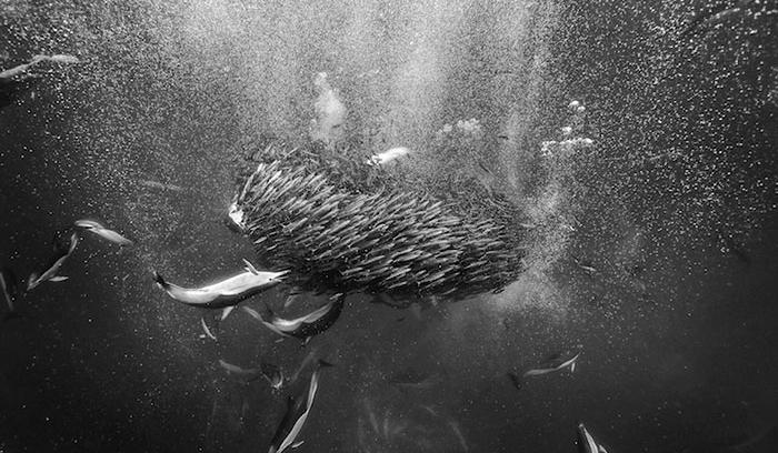 Ce photographe a passé 25 ans à montrer la beauté majestueuse des dauphins et des baleines | #10