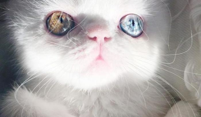 Découvrez Pam Pam, un tout petit chaton avec des yeux vairons qui vous hypnotiseront | #2