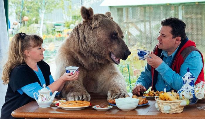 Un couple russe a adopté un ours orphelin il y a 23 ans, et ils vivent toujours tous ensemble !