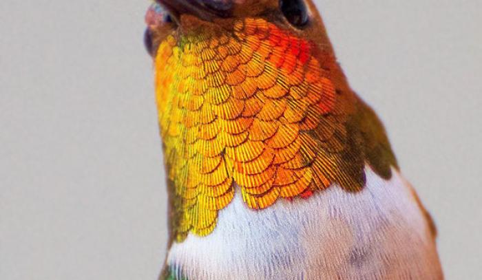 Une amoureuse de la nature capture la beauté des colibris dans son jardin | #5