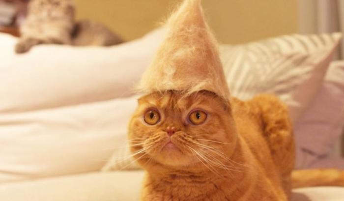 13 chats avec des chapeaux sur la tête faits de leurs propres poils | #9