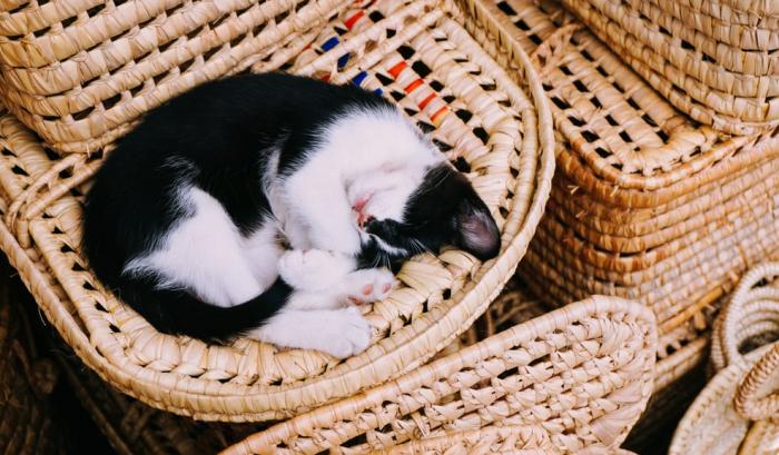 18 photos de chats tellement adorables que vous ne pourrez pas vous empêcher de sourire | #3