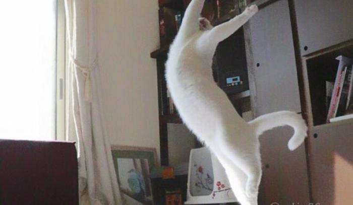 Ce chat danse le ballet comme personne | #6