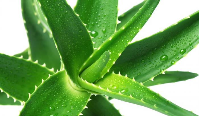 10 recettes beauté express à base d'aloe vera | #7