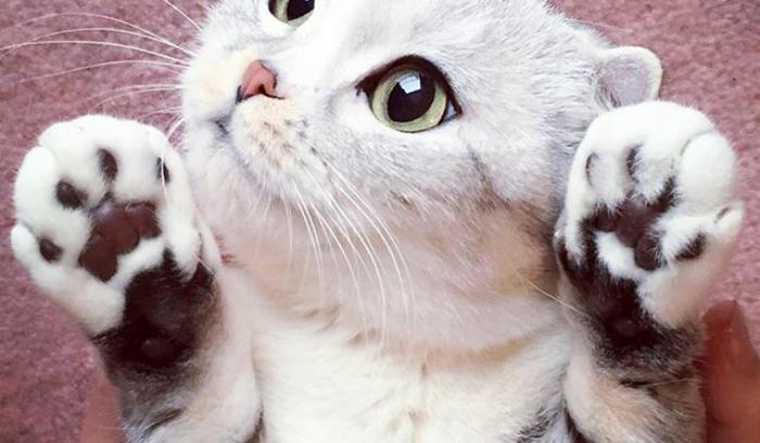 Découvrez Hana, le chat aux grands yeux ronds qui fait fondre le coeur des Instagramers | #13