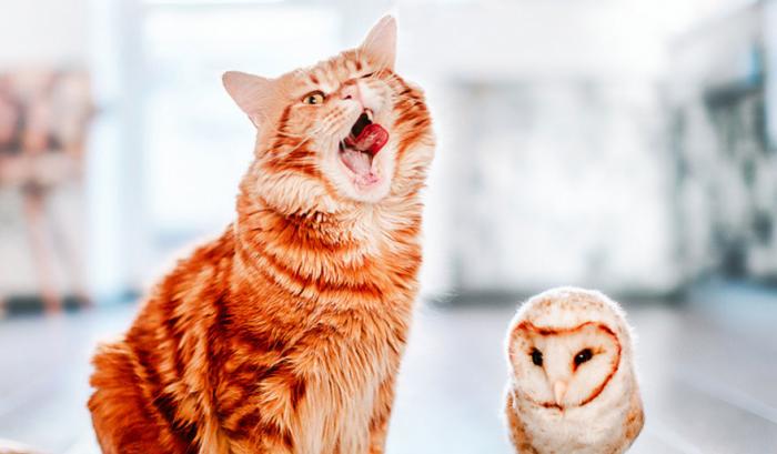 Découvrez Ginger, le chat roux tellement magnifique qu'il a son photographe personnel | #9