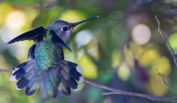 Une amoureuse de la nature capture la beauté des colibris dans son jardin | #7