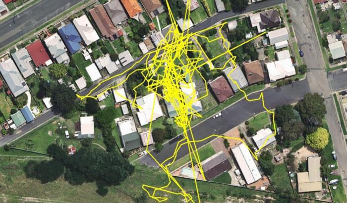 Une puce GPS révèle les aventures que votre chat vit la nuit | #7