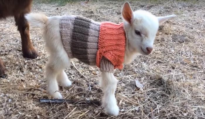3 bébés chèvres reçoivent de petits pulls tricotés main pour rester bien au chaud