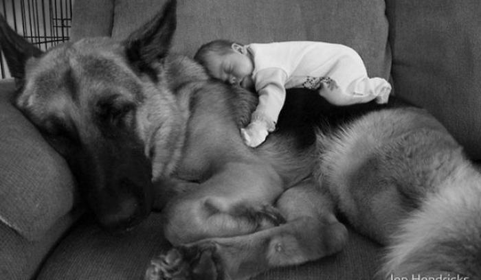 14 photos craquantes qui montrent que les chiens sont plus confortables que des oreillers | #4