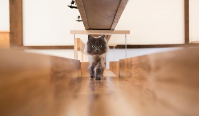 Il transforme une maison pour faire le bonheur de 7 chats | #11