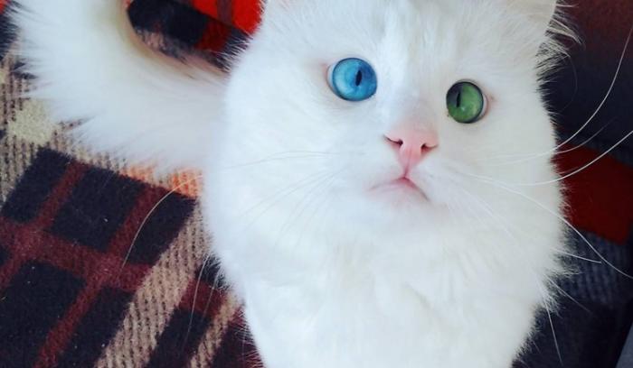 Ce chat blanc aux yeux vairons a vraiment un regard hypnotique et magnifique ! | #9