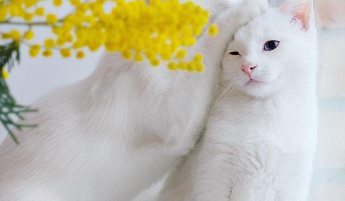 Ces 2 chats blancs aux yeux vairons ont un regard absolument magnifique | #2