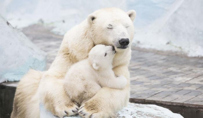 Ces mamans ourses et leur ourson sont vraiment trop mignons !