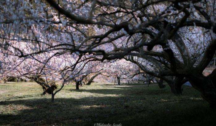 11 photos pour fêter l'arrivée du printemps | #12