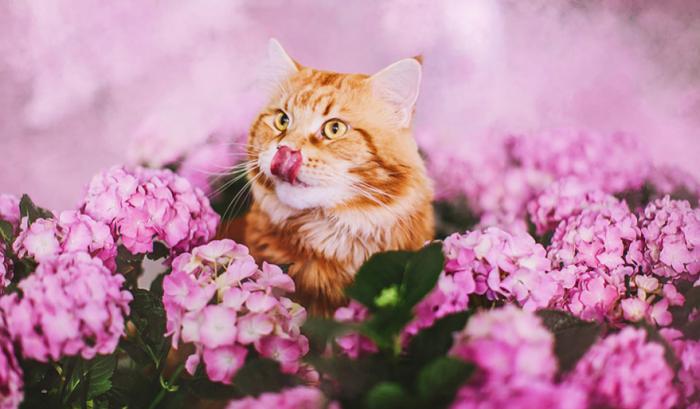 Découvrez Ginger, le chat roux tellement magnifique qu'il a son photographe personnel | #8