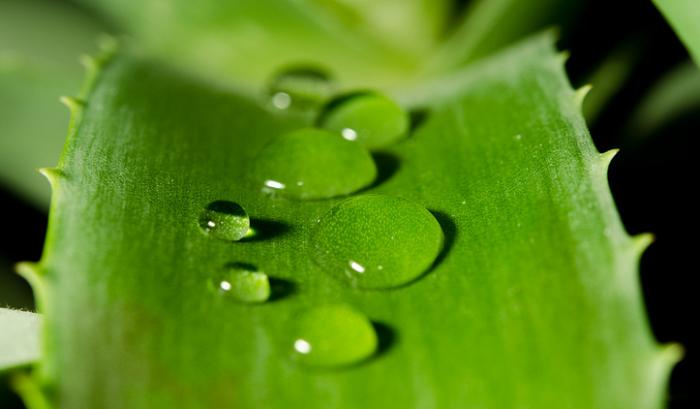 10 recettes beauté express à base d'aloe vera | #10