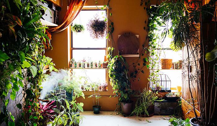 Cette jeune femme a planté plus de 500 plantes dans son appartement new-yorkais et l'a transformé en vrai jungle d'intérieur | #8