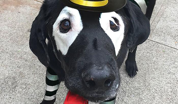 Ce labrador noir atteint de vitiligo devient peu à peu blanc, regardez comment les internautes répondent ! | #7