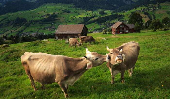 Ces adorables animaux se font des bisous, et ça nous donne envie de faire pareil | #45
