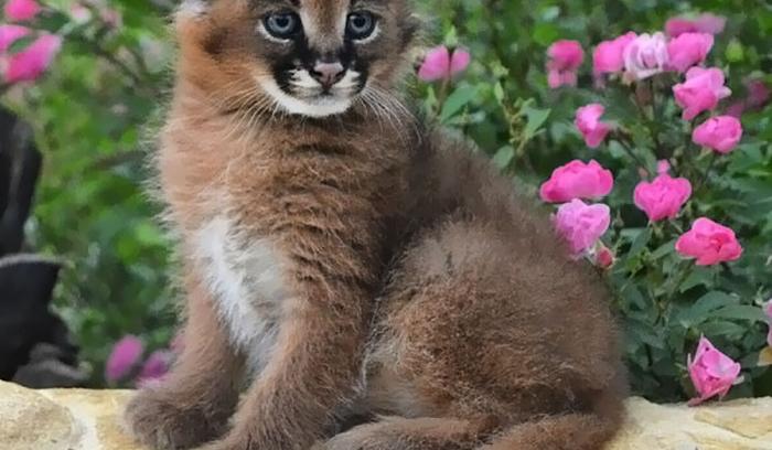 Ces 10 bébés caracals sont tellement mignons qu'ils vont vous faire fondre ! | #6