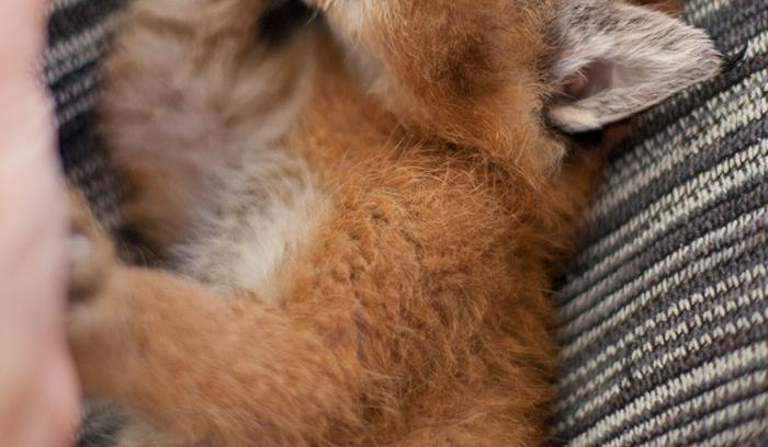 Ces 10 bébés caracals sont tellement mignons qu'ils vont vous faire fondre ! | #5