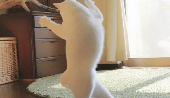 Ce chat danse le ballet comme personne | #5