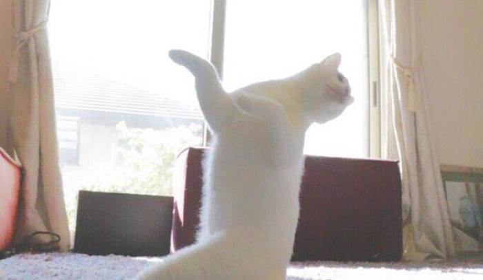 Ce chat danse le ballet comme personne | #7