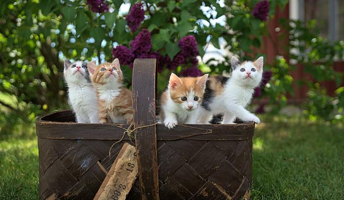 18 photos de chats tellement adorables que vous ne pourrez pas vous empêcher de sourire | #6