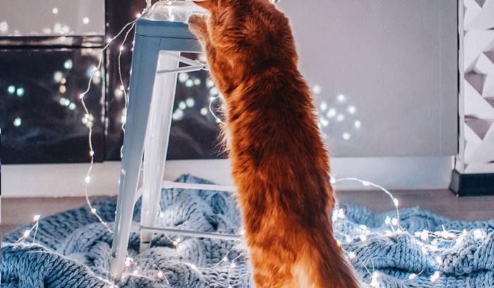 Découvrez Ginger, le chat roux tellement magnifique qu'il a son photographe personnel | #14