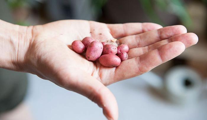 Cette jeune femme a planté plus de 500 plantes dans son appartement new-yorkais et l'a transformé en vrai jungle d'intérieur | #14