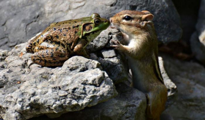 Les 20 photos les plus drôles du prix de photographie humoristique des animaux sauvages de 2016 | #9