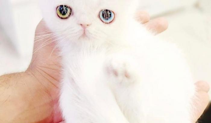 Découvrez Pam Pam, un tout petit chaton avec des yeux vairons qui vous hypnotiseront | #4