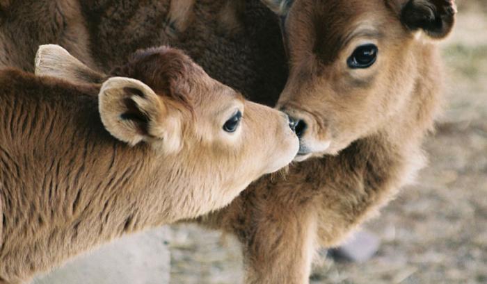 Ces adorables animaux se font des bisous, et ça nous donne envie de faire pareil | #5