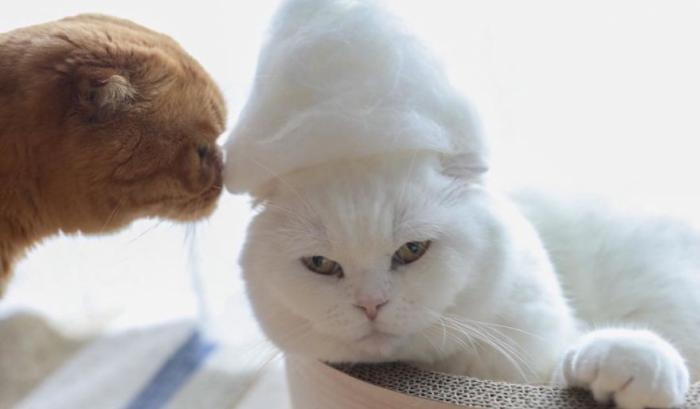 13 chats avec des chapeaux sur la tête faits de leurs propres poils | #7