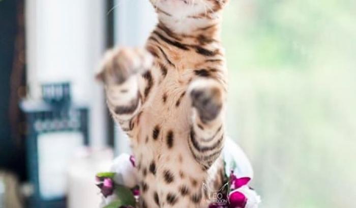 Cette femme prend des photos sublimes de ses chats qui portent des couronnes de fleurs – c'est vraiment trop chou ! | #9