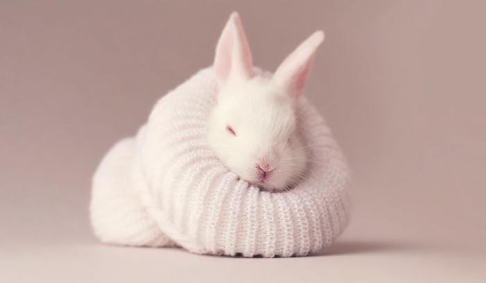 Ce bébé lapin est tellement mignon que vous allez vouloir le même !