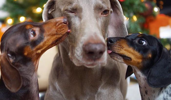 Ces 2 chiens et ce petit chiot endormis tous les 3 sont tellement adorables que vous allez craquer ! | #10