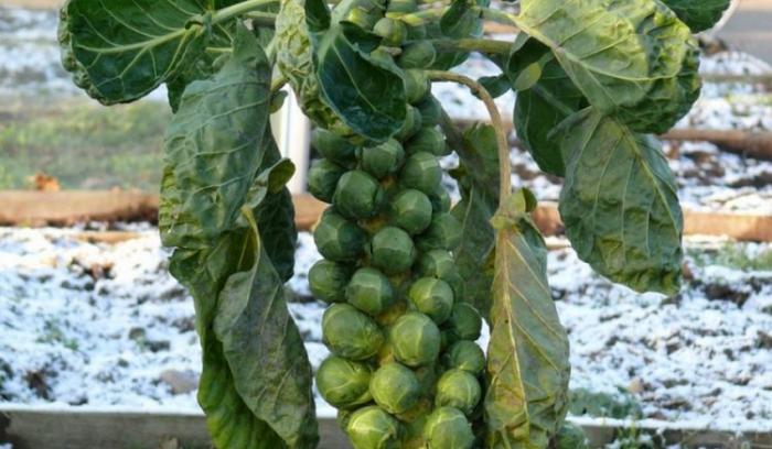 17 aliments naturels que vous n’avez jamais vus avant leur récolte | #17