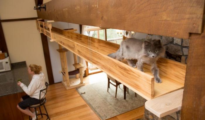 Il transforme une maison pour faire le bonheur de 7 chats