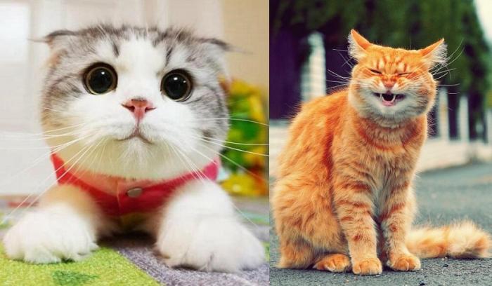 21 photos des plus beaux chats : vous n'allez pas pouvoir leur résister !