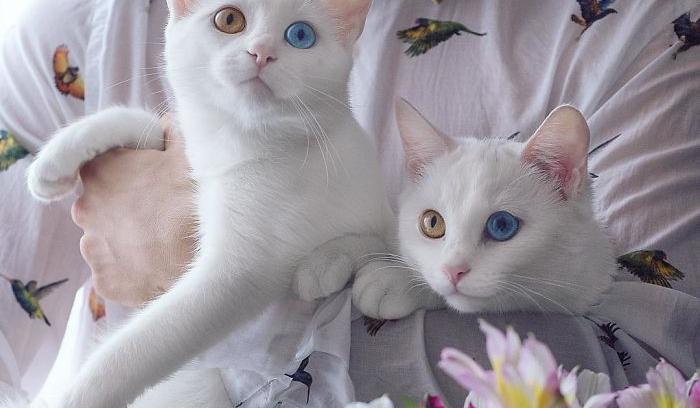 Ces 2 chats blancs aux yeux vairons ont un regard absolument magnifique | #10