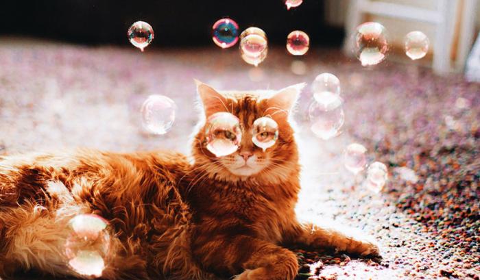 Découvrez Ginger, le chat roux tellement magnifique qu'il a son photographe personnel | #4
