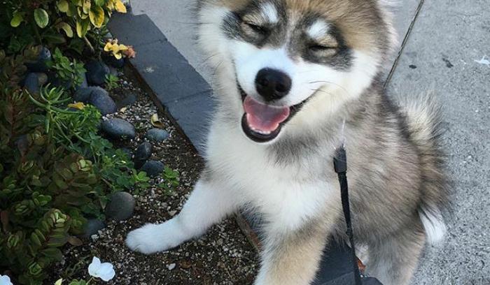 Découvrez Norman, le bébé husky tellement mignon qu'il va vous faire craquer ! | #4