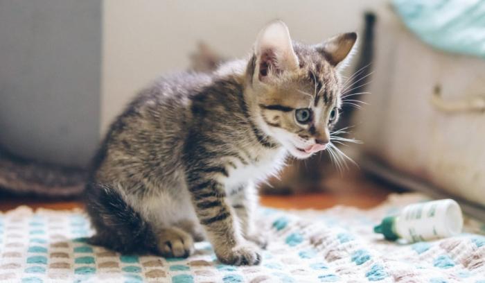 18 photos de chats tellement adorables que vous ne pourrez pas vous empêcher de sourire | #2