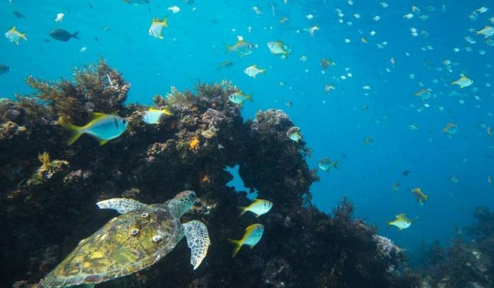 La photo incroyablement rare du poisson coincé à l'intérieur d'une méduse | #9