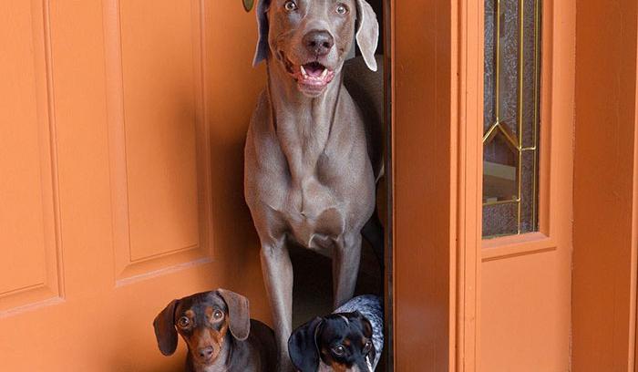 Ces 2 chiens et ce petit chiot endormis tous les 3 sont tellement adorables que vous allez craquer ! | #12