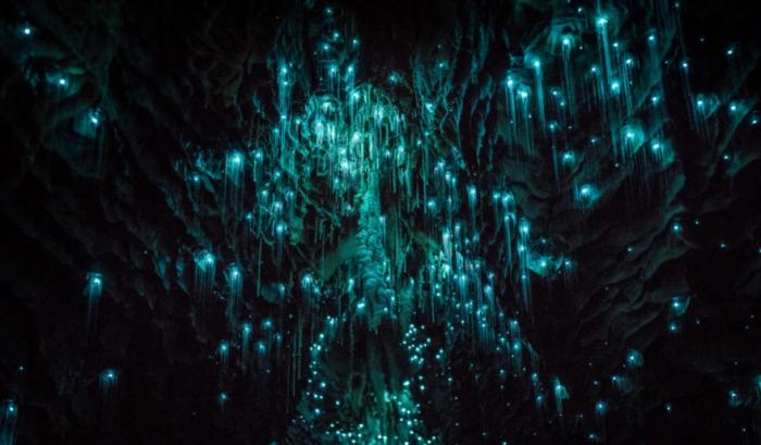 Des centaines de vers luisants transforment cette grotte néo-zélandaise en magnifique nuit étoilée