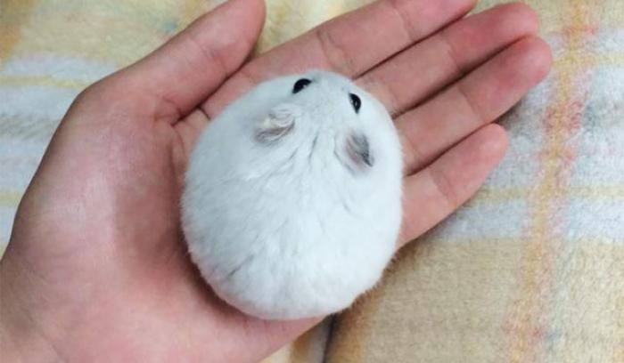 15 animaux tout ronds qui rouleront vers votre coeur illico | #16