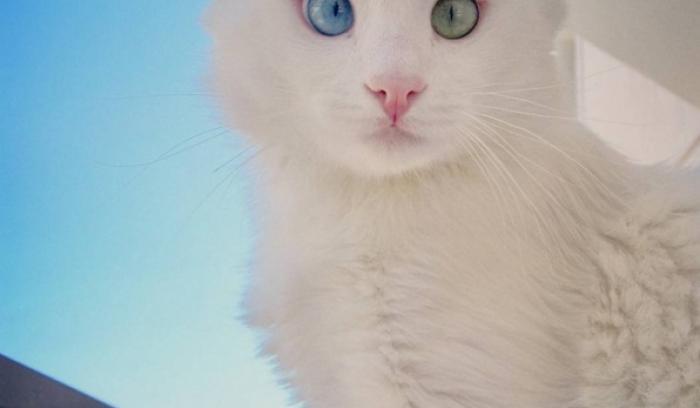 Ce chat blanc aux yeux vairons a vraiment un regard hypnotique et magnifique ! | #3